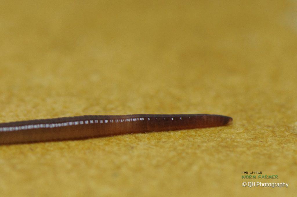 Perionyx excavatus- blue worm